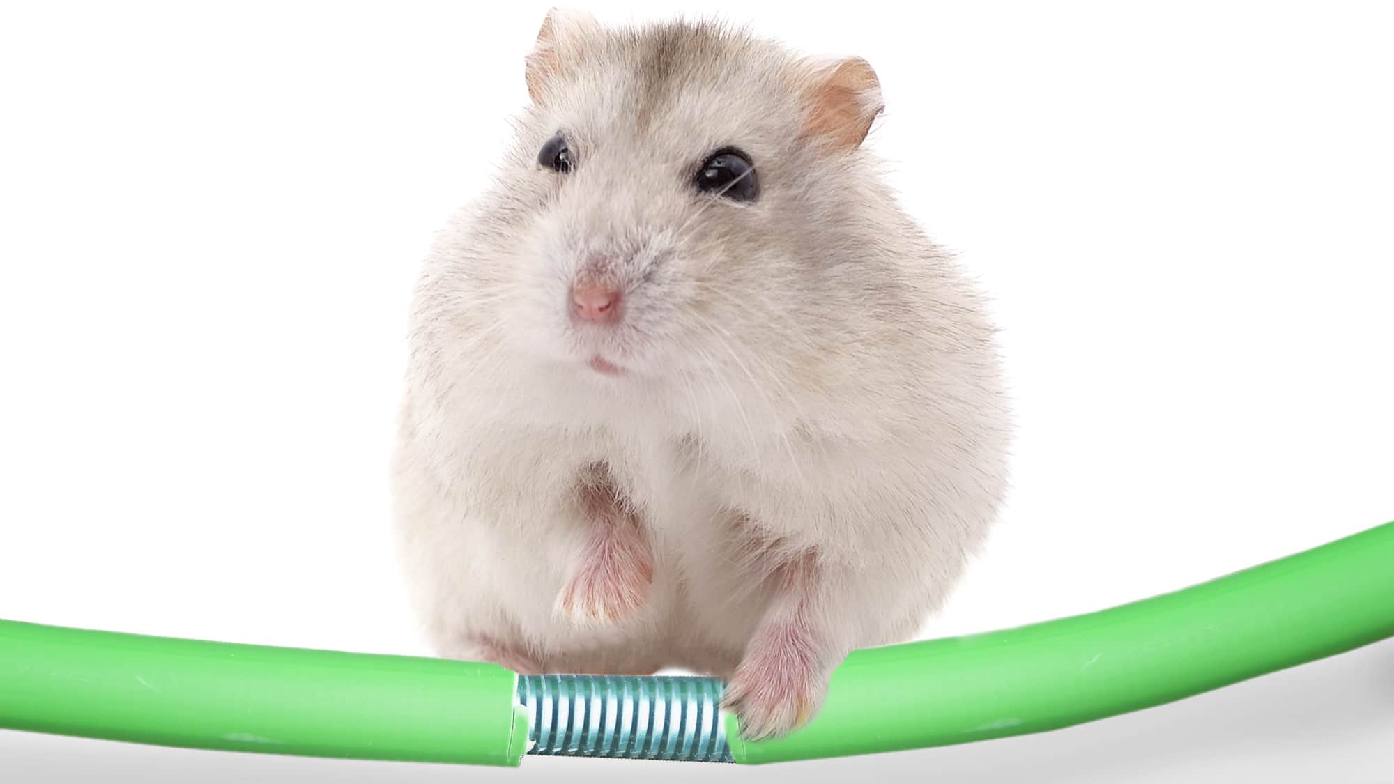 Rodents: the biggest threat to fiber access network cabling? - R&M